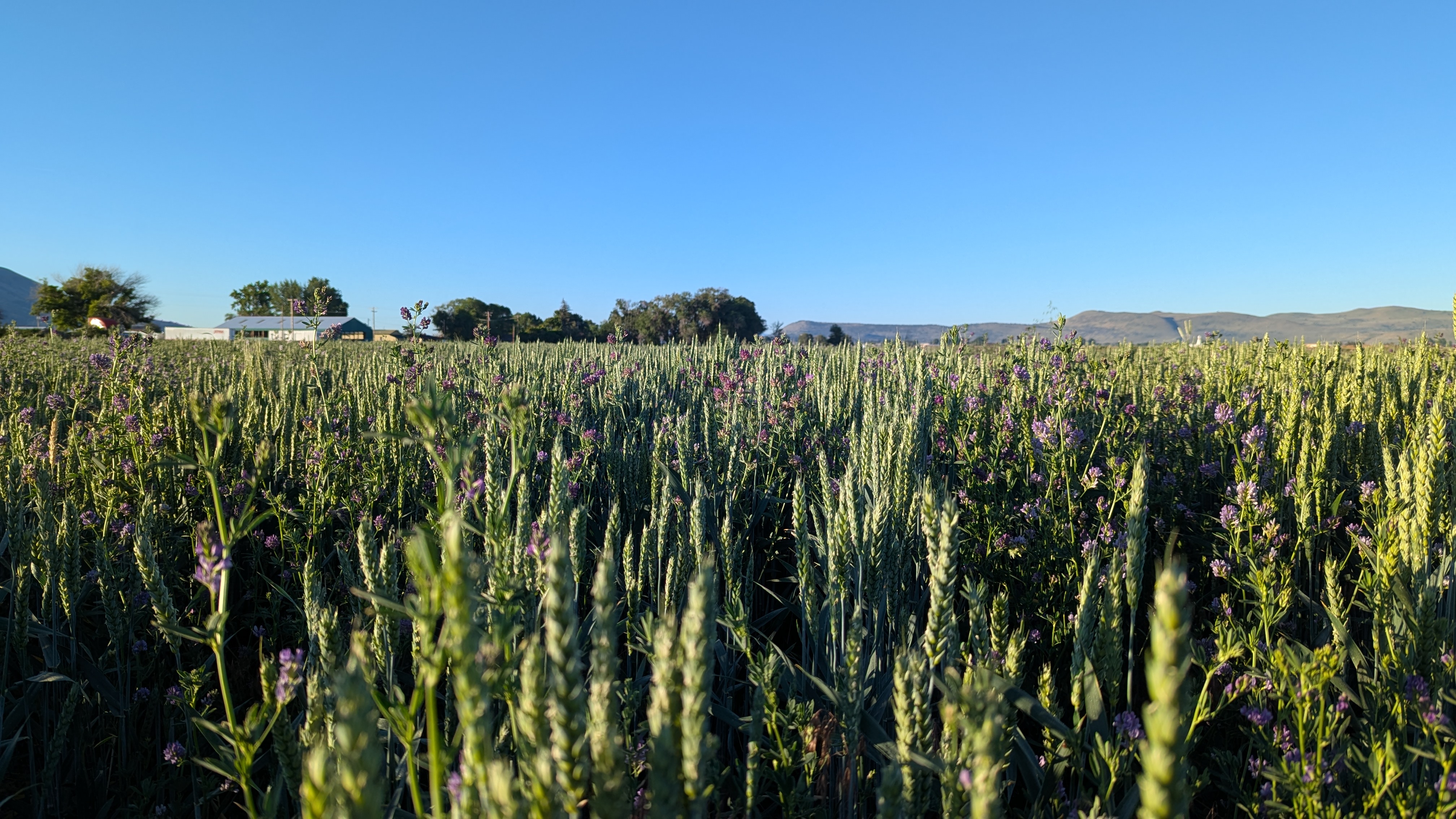 Wheat and alfalfa coming up in the field