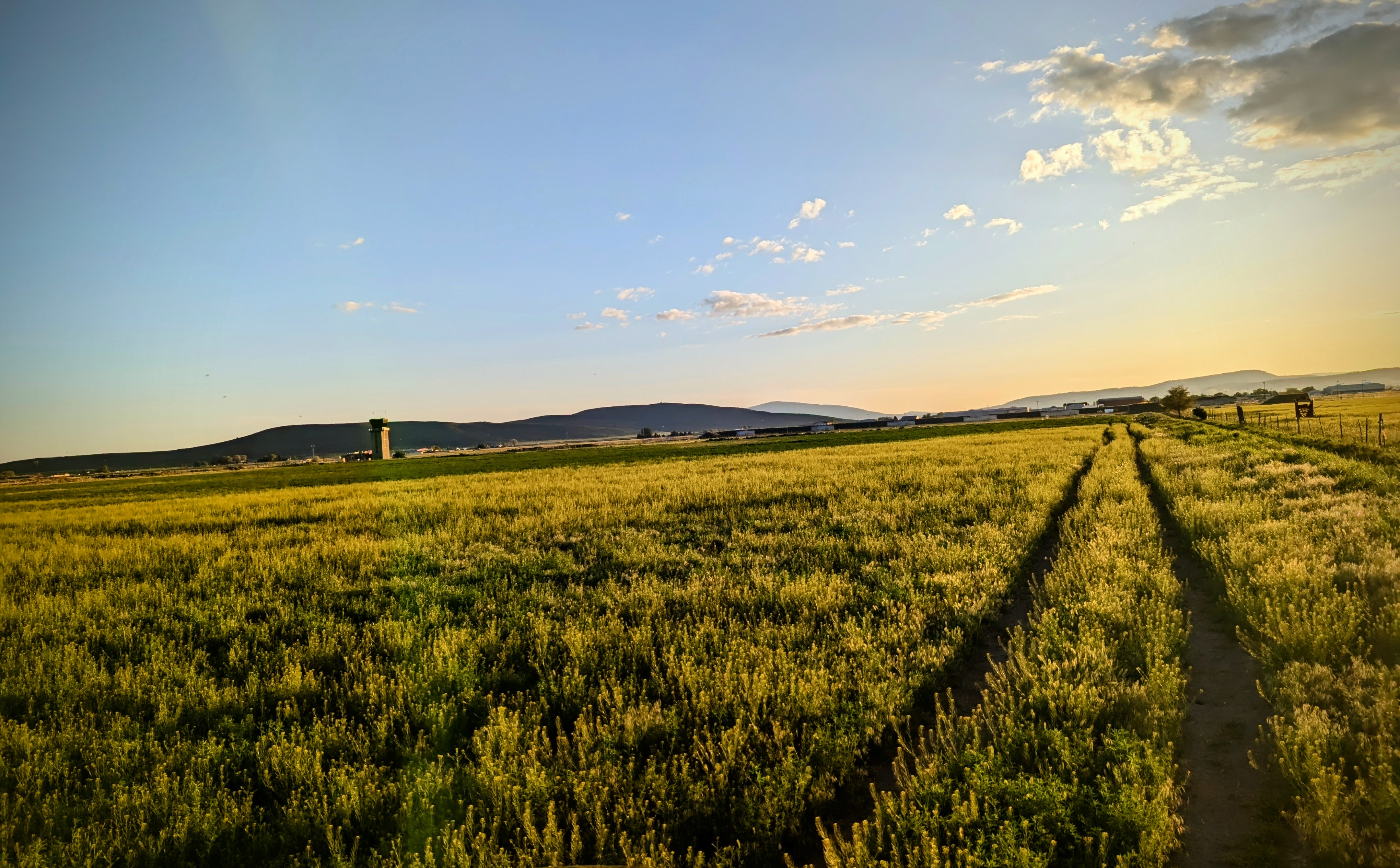 Winter wheat at golden hour