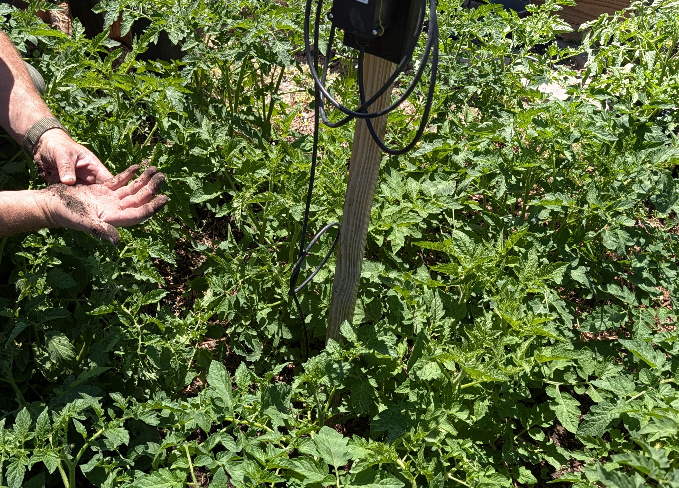 Hand brushing back soil beside a Basin Roots sensor wired to a stake during installation in a garden bed