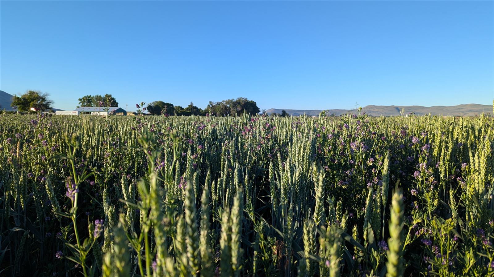 Wheat and alfalfa coming up in the field at Sunset Basin Farms
