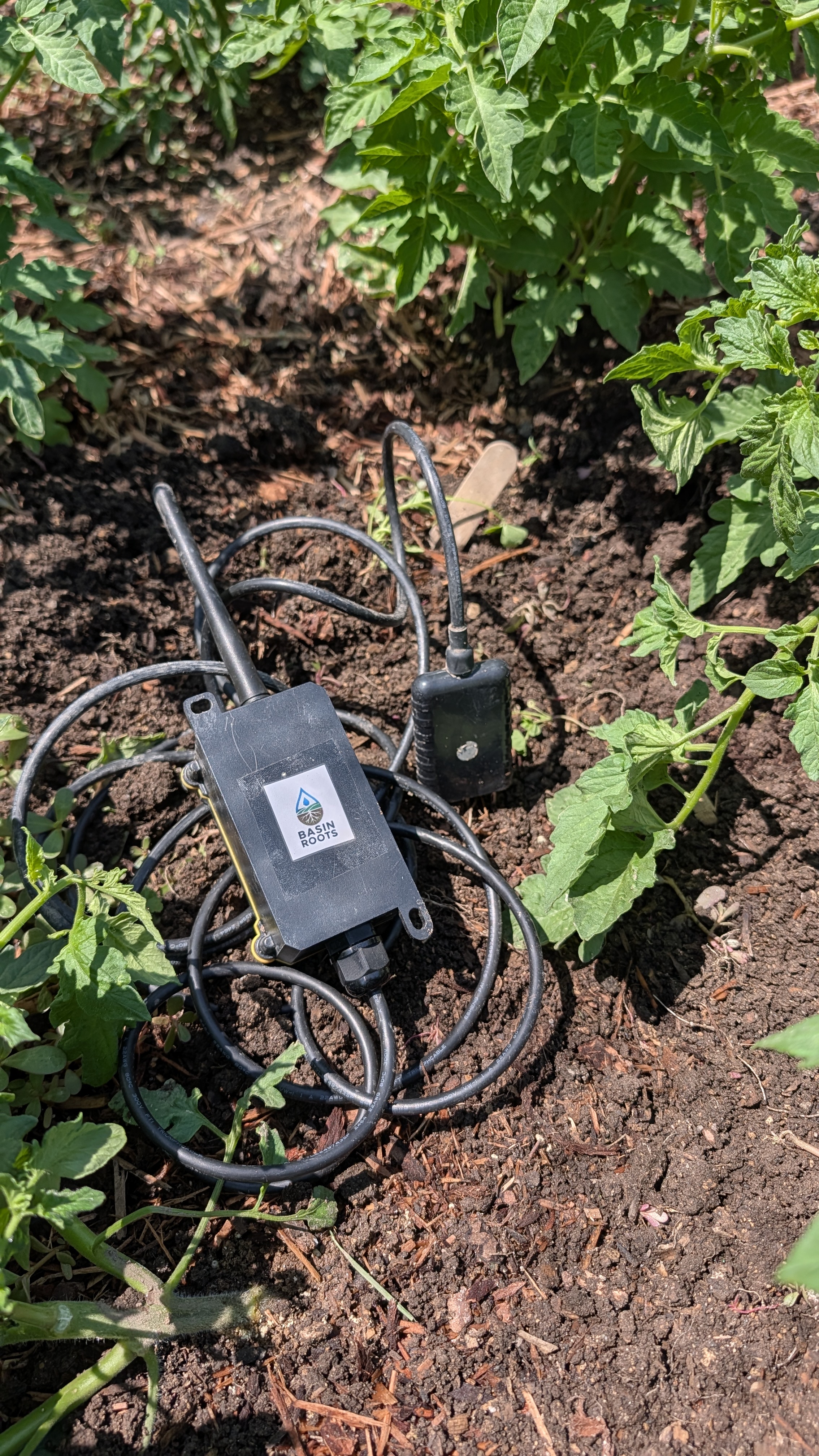 Basin Roots soil sensor installed in a tomato garden root zone.