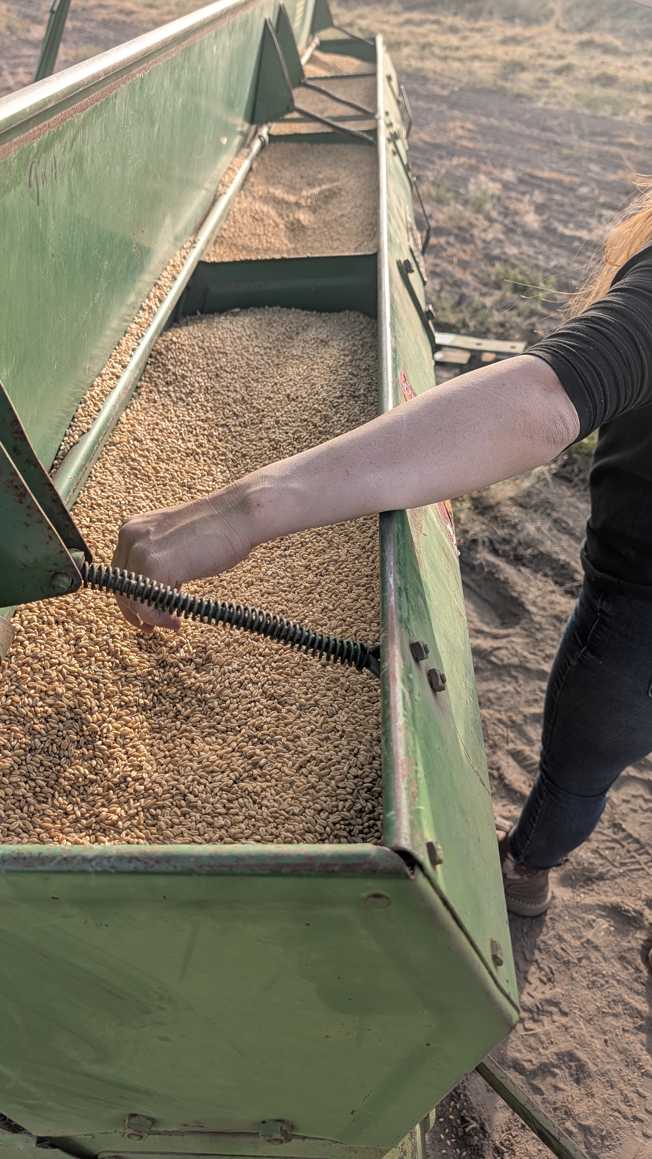 Loading seed into the drill for planting